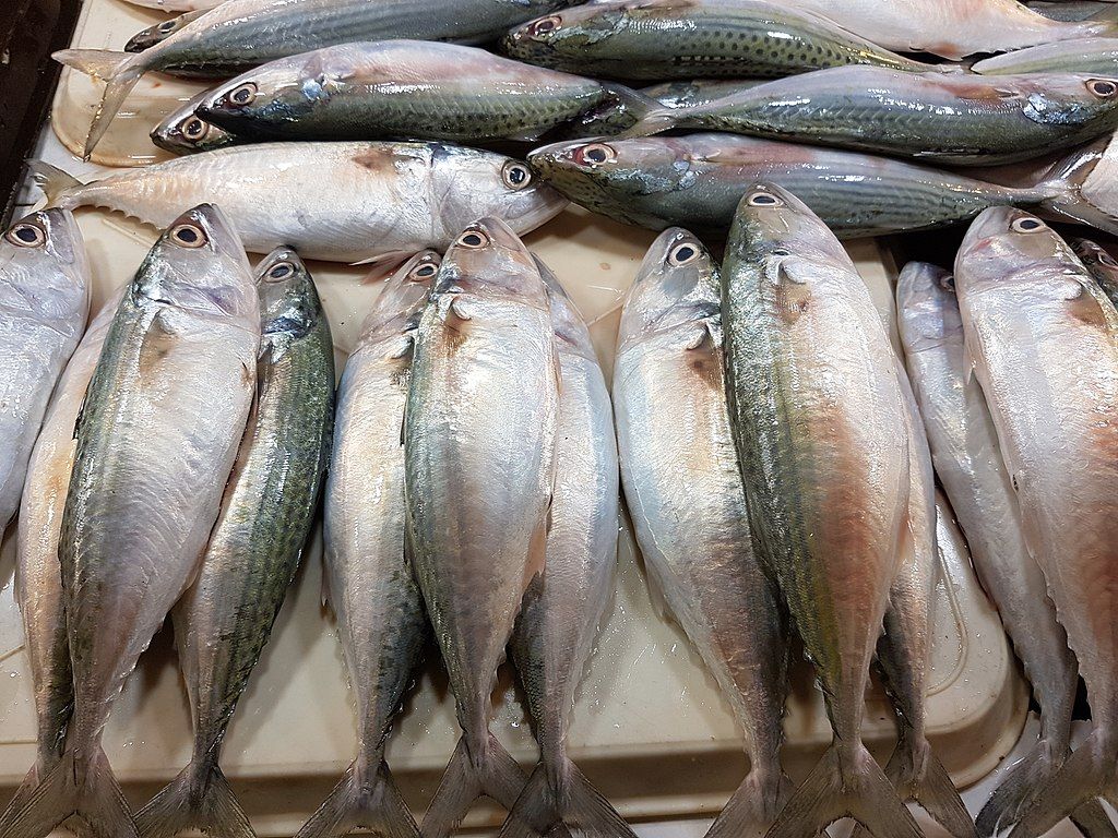 Ikan Sehat untuk Diet: Kaya Protein, Rendah Lemak